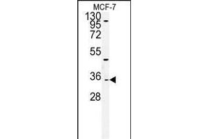 Western blot analysis of TTL Antibody (C-term) (ABIN651357 and ABIN2840199) in MCF-7cell line lysates (35 μg/lane). (TTPAL 抗体  (C-Term))