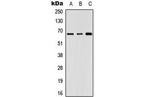 Western blot analysis of GNL3L expression in Lovo (A), HeLa (B), NIH3T3 (C) whole cell lysates. (GNL3L 抗体  (Center))