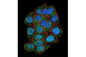 Confocal immunofluorescent analysis of ASXL1 Antibody (Center) (ABIN655084 and ABIN2844718) with Hela cell followed by Alexa Fluor 488-conjugated goat anti-rabbit lgG (green). (ASXL1 抗体  (AA 521-549))