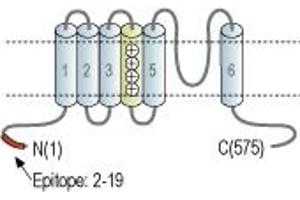Representative domain view of the target of ABIN7884906.