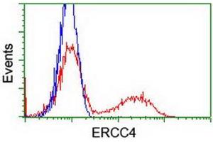 HEK293T cells transfected with either RC223300 overexpress plasmid (Red) or empty vector control plasmid (Blue) were immunostained by anti-ERCC4 antibody (ABIN2454883), and then analyzed by flow cytometry. (ERCC4 抗体)
