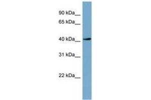 Image no. 1 for anti-Testis-Specific serine Kinase 2 (TSSK2) (AA 251-300) antibody (ABIN6741833) (TSSK2 抗体  (AA 251-300))