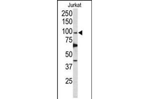 Western blot analysis of POLD1 Antibody in Jurkat cell line lysates (35ug/lane) (POLD1 抗体  (AA 710-739))