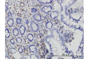 Immunostaining (ISt) image for anti-RAS P21 Protein Activator (GTPase Activating Protein) 1 (RASA1) (AA 948-1047) antibody (ABIN562592)