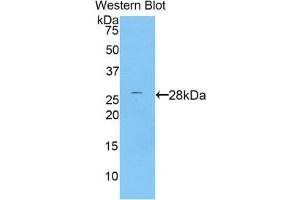 Western Blotting (WB) image for anti-Protease, serine, 8 (PRSS8) (AA 33-218) antibody (ABIN1860329) (PRSS8 抗体  (AA 33-218))