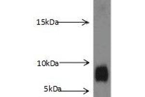 Western blot analysis of K-562 cells subjected to SDS-PAGE, with S100A8 Antibody (dilution 1:1000). (S100A8 抗体)