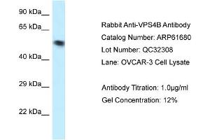 Western Blotting (WB) image for anti-Vacuolar Protein Sorting 4 Homolog B (vps4b) (N-Term) antibody (ABIN2774320) (VPS4B 抗体  (N-Term))