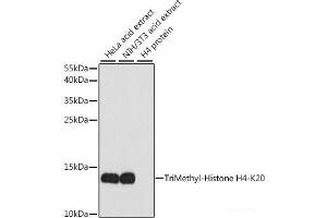 Western blot analysis of extracts of various cell lines using TriMethyl-Histone H4-K20 Polyclonal Antibody at dilution of 1:1000. (Histone H4 抗体  (3meLys20))