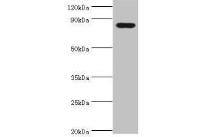 Western blot All lanes: Peroxisomal multifunctional enzyme type 2 antibody at 3 μg/mL + Mouse liver tissue Secondary Goat polyclonal to rabbit IgG at 1/10000 dilution Predicted band size: 80, 84, 78 kDa Observed band size: 80 kDa (HSD17B4 抗体  (AA 437-736))