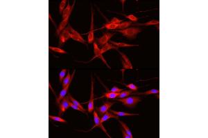 Immunofluorescence analysis of PC-12 cells using  Rabbit pAb (ABIN6131155, ABIN6136539, ABIN6136540 and ABIN6221035) at dilution of 1:50 (40x lens). (ADAM9 抗体  (AA 475-685))