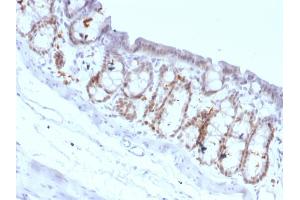 Formalin-fixed, paraffin-embedded Rat Colon stained with FOXA1 Monoclonal Antibody (FOXA1/1518). (FOXA1 抗体  (AA 372-472))