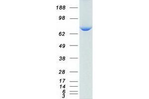 Western Blotting (WB) image for ATG7 Autophagy Related 7 (ATG7) (Transcript Variant 1) protein (Myc-DYKDDDDK Tag) (ABIN2714800)