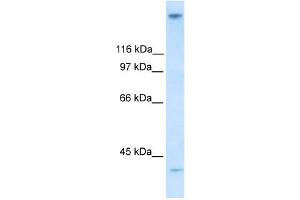 WB Suggested Anti-ZNF318 Antibody Titration:  0. (ZNF318 抗体  (N-Term))