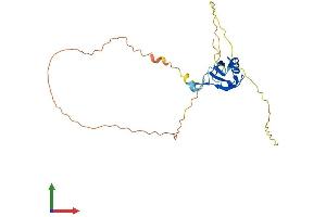AlphaFold protein structure predicition of Human Recombinant SRSF12 Protein, UniprotID Q8WXF0