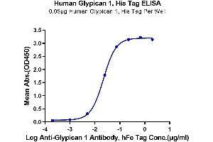 Immobilized Human Glypican 1, His Tag at 0. (GPC1 Protein (AA 24-530) (His tag))