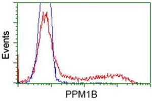 HEK293T cells transfected with either RC212918 overexpress plasmid (Red) or empty vector control plasmid (Blue) were immunostained by anti-PPM1B antibody (ABIN2454509), and then analyzed by flow cytometry. (PPM1B 抗体)