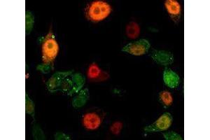Immunofluorescence (IF) image for anti-Interleukin 1 alpha (IL1A) antibody (ABIN2665123) (IL1A 抗体)