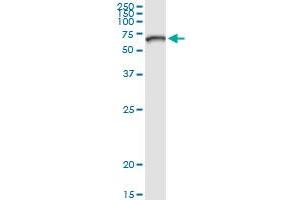 Immunoprecipitation of ZNF182 transfected lysate using anti-ZNF182 MaxPab rabbit polyclonal antibody and Protein A Magnetic Bead , and immunoblotted with ZNF21 MaxPab mouse polyclonal antibody (B01) . (ZNF182 抗体  (AA 1-620))
