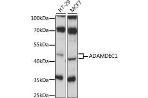 Western blot analysis of extracts of various cell lines, using ADAMDEC1 antibody (ABIN6291725) at 1:1000 dilution. (ADAMDEC1 抗体)