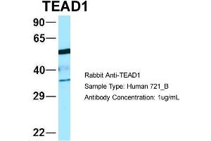 Host: Rabbit Target Name: WT1 Sample Type: 721_B Antibody Dilution: 1. (TEAD1 抗体  (C-Term))