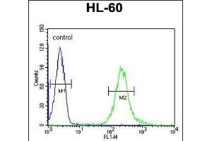 FKBPL Antibody (C-term) (ABIN1881347 and ABIN2840192) flow cytometric analysis of HL-60 cells (right histogram) compared to a negative control cell (left histogram). (FKBPL 抗体  (C-Term))