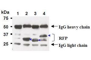 Western Blotting (WB) image for anti-Red Fluorescent Protein (RFP) antibody (Agarose Beads) (ABIN1449297) (RFP 抗体  (Agarose Beads))