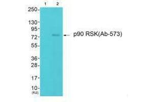 Western blot analysis of extracts from 293 cells (Lane 2), using p90 RSK (Ab-573) antiobdy. (RPS6KA1 抗体  (Thr573))