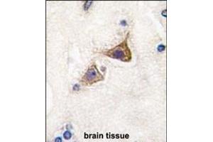 Formalin-fixed and paraffin-embedded human brain tissue reacted with Junctophilin 3 Antibody (Center) (ABIN389172 and ABIN2839337) , which was peroxidase-conjugated to the secondary antibody, followed by DAB staining. (Junctophilin 3 抗体  (AA 549-578))