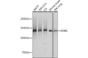Western blot analysis of extracts of various cell lines, using DDB1 Rabbit mAb (ABIN7266673) at 1:1000 dilution. (DDB1 抗体)