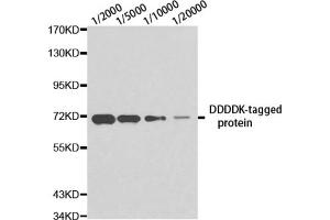 Western blot analysis of over-expressed DDDDK-tagged protein in 293T cell using DDDDK antibody at different dilution. (DDDDK Tag 抗体)