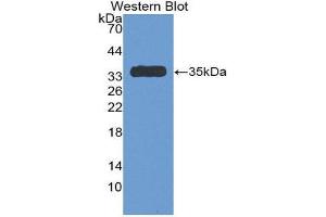 Western Blotting (WB) image for anti-Serpin Family C Member 1 (SERPINC1) (AA 150-426) antibody (ABIN1077811) (SERPINC1 抗体  (AA 150-426))