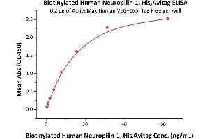 Immobilized Human VEGF165, Tag Free (Hied) (ABIN2181903,ABIN2693608,ABIN3071747) at 2 μg/mL (100 μL/well) can bind Biotinylated Human Neuropilin-1, His,Avitag (ABIN5674605,ABIN6253660) with a linear range of 0. (Neuropilin 1 Protein (NRP1) (AA 22-644) (His tag,AVI tag,Biotin))
