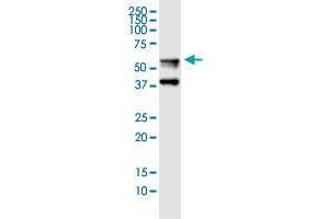FGB monoclonal antibody (M01), clone 1D7. (Fibrinogen beta Chain 抗体  (AA 392-491))