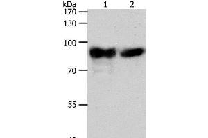 Western Blot analysis of Mouse heart tissue and hela cell using ACO2 Polyclonal Antibody at dilution of 1:400 (ACO2 抗体)