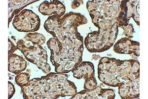 ABIN185384 (4µg/ml) staining of paraffin embedded Human Placenta. (PAI1 抗体  (Internal Region))