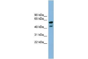 WB Suggested Anti-PPME1 Antibody Titration: 0. (PPME1 抗体  (N-Term))