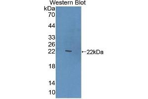 Western Blotting (WB) image for anti-C-Type Lectin Domain Family 10, Member A (CLEC10A) (AA 71-239) antibody (ABIN1858417) (CLEC10A 抗体  (AA 71-239))