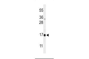 Western blot analysis of DAZ Antibody (C-term) (ABIN653931 and ABIN2843163) in  cell line lysates (35 μg/lane). (DAZAP2 抗体  (C-Term))