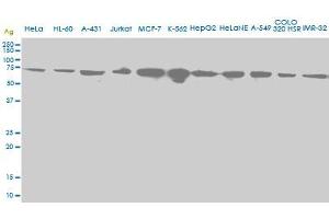 Western Blotting (WB) image for anti-Heat Shock 70kDa Protein 2 (HSPA2) (AA 1-640) antibody (ABIN598754) (HSPA2 抗体  (AA 1-640))