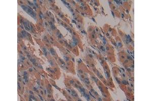 IHC-P analysis of stomach tissue, with DAB staining. (ABCA9 抗体  (AA 1422-1589))