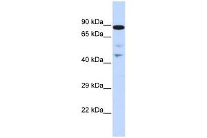 WB Suggested Anti-RAD54L Antibody Titration:  0. (RAD54L 抗体  (N-Term))