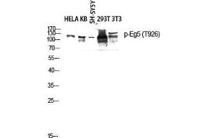 Western Blot (WB) analysis of HeLa KB SH-SY5Y 293T 3T3 lysis using Phospho-Eg5 (T926) antibody. (KIF11 抗体  (pThr926))