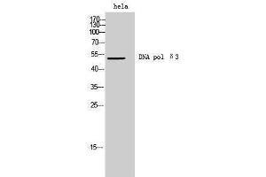 Western Blotting (WB) image for anti-DNA polymerase delta catalytic subunit (POL3) (C-Term) antibody (ABIN3174783) (DNA polymerase delta catalytic subunit (POL3) (C-Term) 抗体)