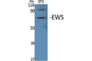 Western Blot (WB) analysis of specific cells using EWS Polyclonal Antibody. (EWSR1 抗体  (Internal Region))
