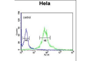 Flow cytometric analysis of Hela cells (right histogram) compared to a negative control cell (left histogram). (Importin 11 抗体  (N-Term))