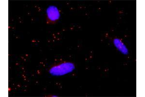 Proximity Ligation Analysis of protein-protein interactions between RET and MAPK1. (Ret Proto-Oncogene 抗体  (AA 1-1072))
