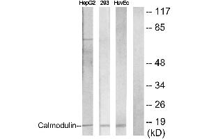 Immunohistochemistry analysis of paraffin-embedded human brain tissue using Calmodulin (Ab-79/81) antibody. (Calmodulin 1 抗体  (Ser81, Thr79))