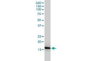 NUDT2 monoclonal antibody (M01), clone 4A4-3C3 Western Blot analysis of NUDT2 expression in Jurkat . (NUDT2 抗体  (AA 1-147))