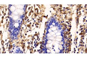 Detection of ANXA5 in Porcine Colon Tissue using Polyclonal Antibody to Annexin V (ANXA5)