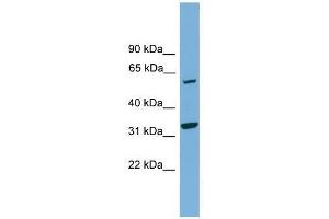 XPNPEP3 antibody used at 0. (XPNPEP3 抗体  (N-Term))